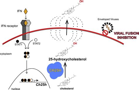 25-hydroxycholesterol elisa kit|25.